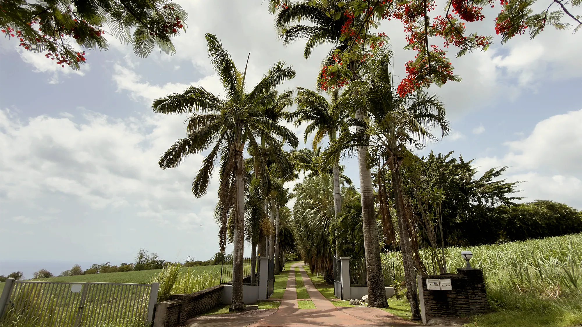 L'allée du domaine, sous les flamboyants