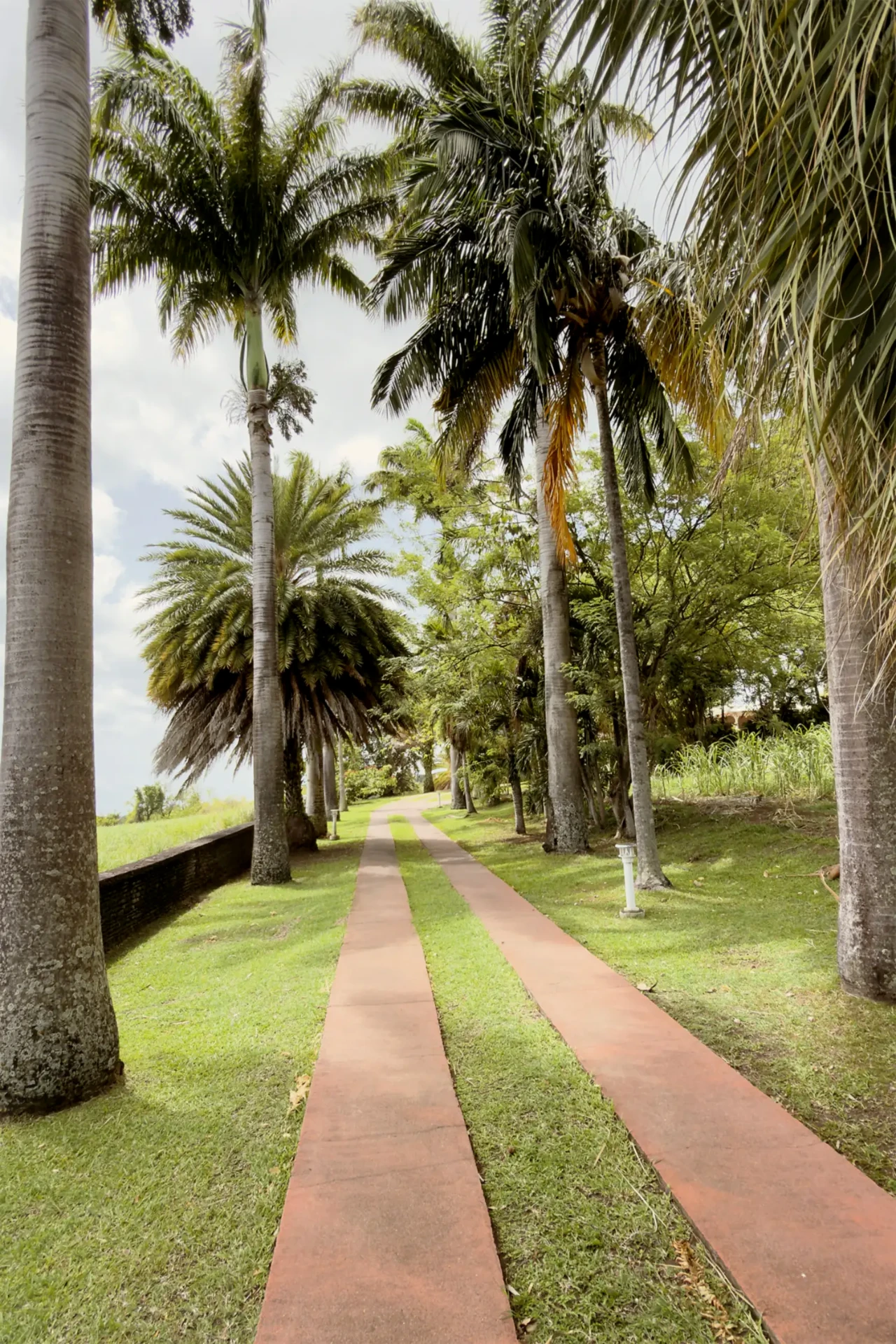 Sous les palmes, à l'entrée du domaine