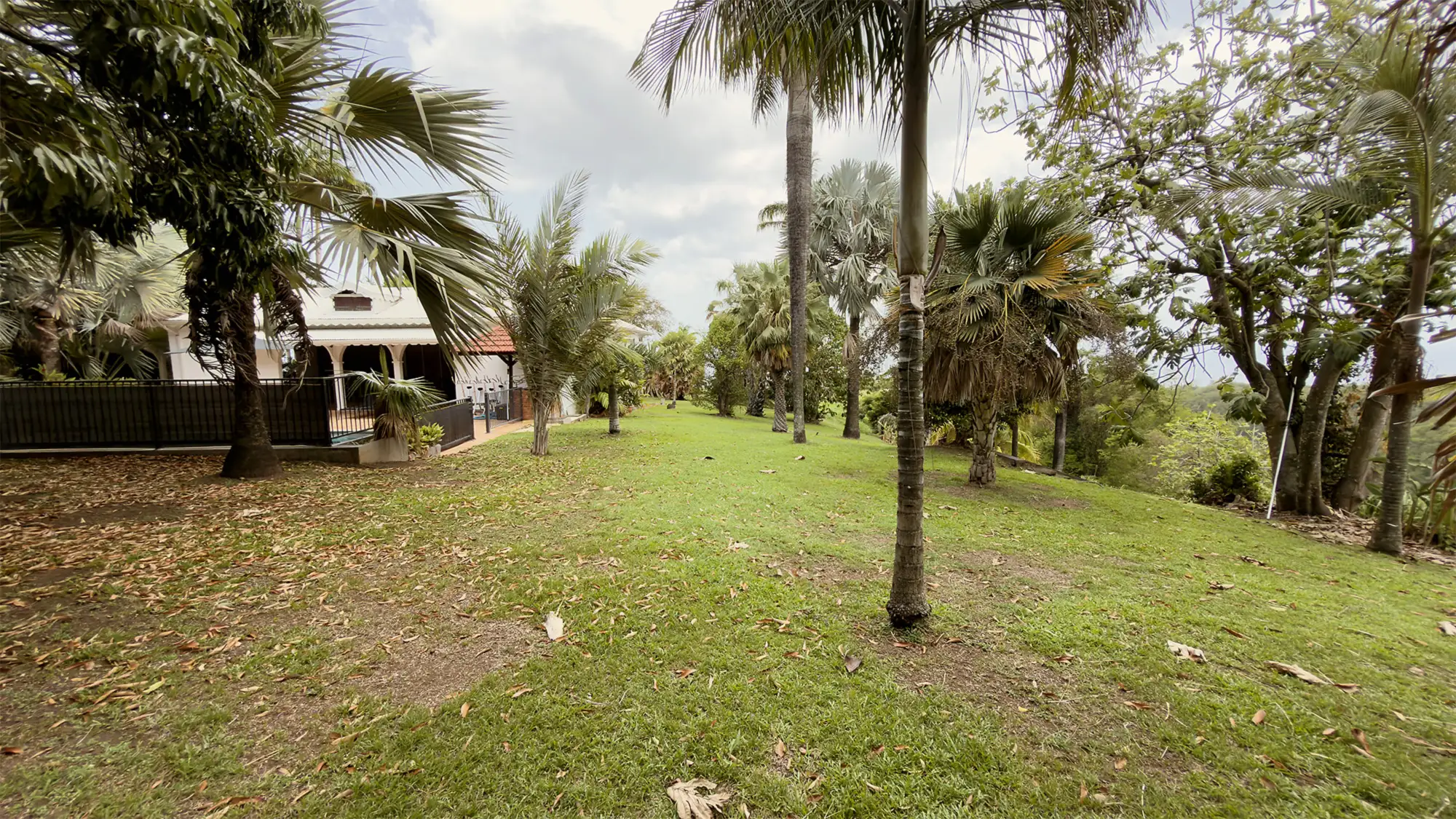 Les grands arbres du jardin du domaine