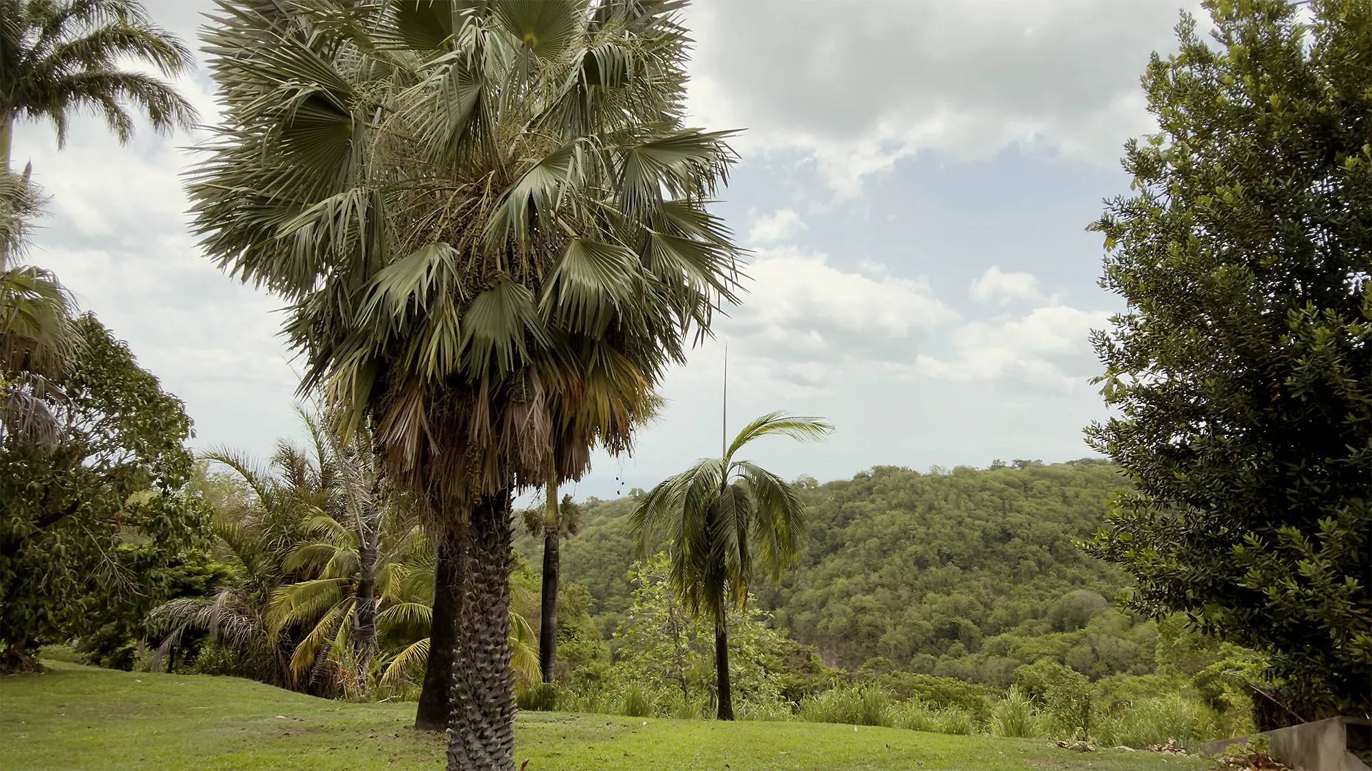 Le jardin du domaine, face aux mornes