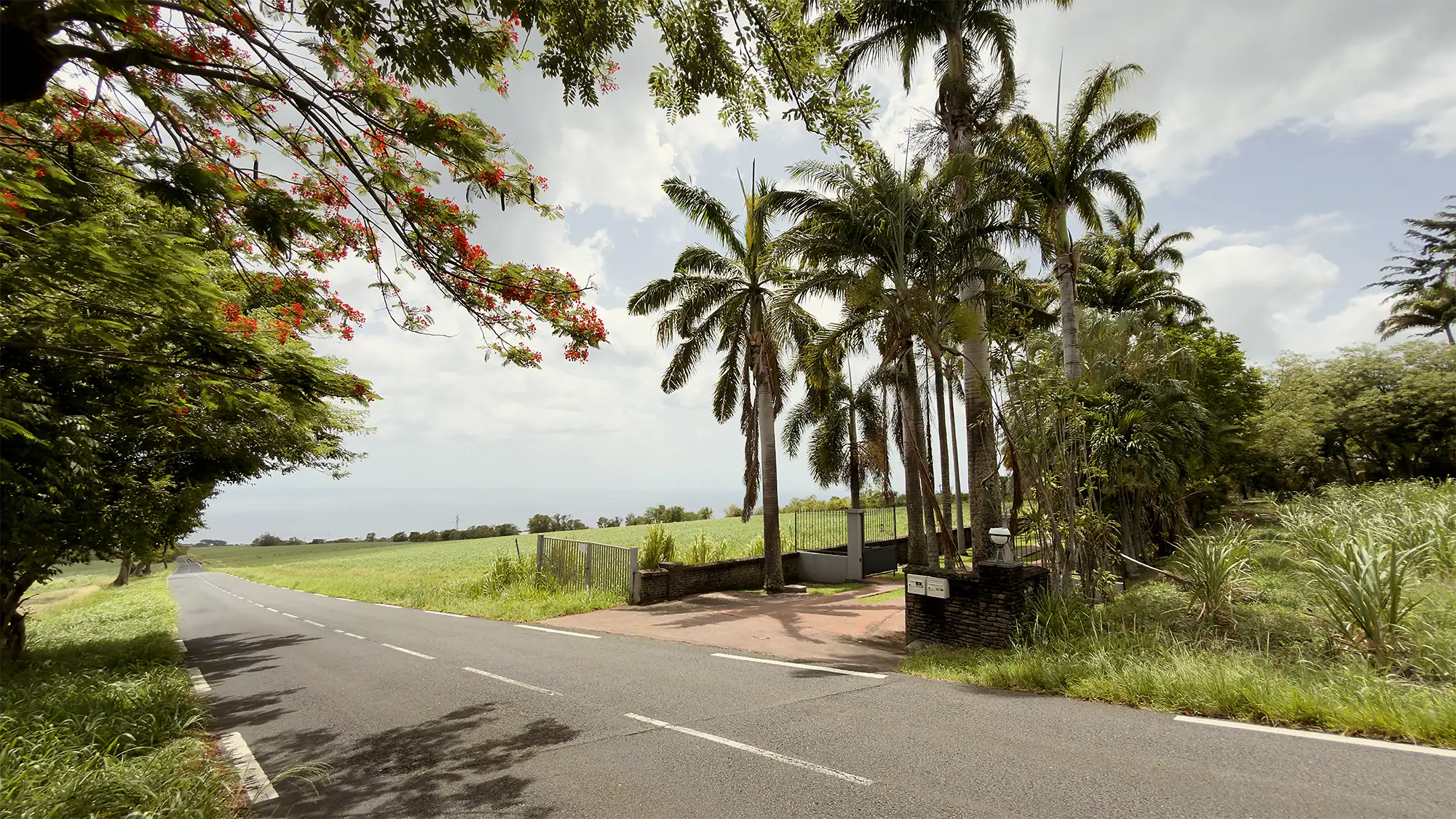 La route de Bologne bordée de flamboyants